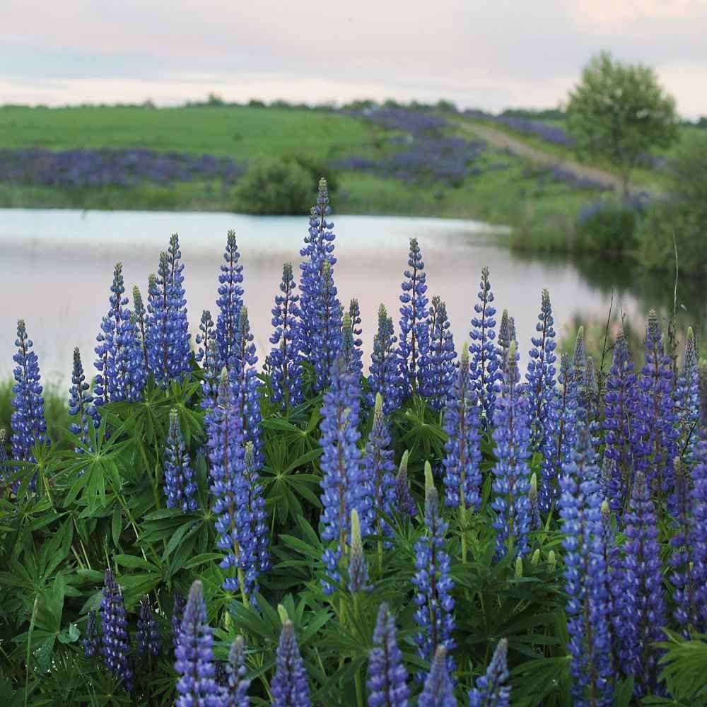 Lupine perennis 