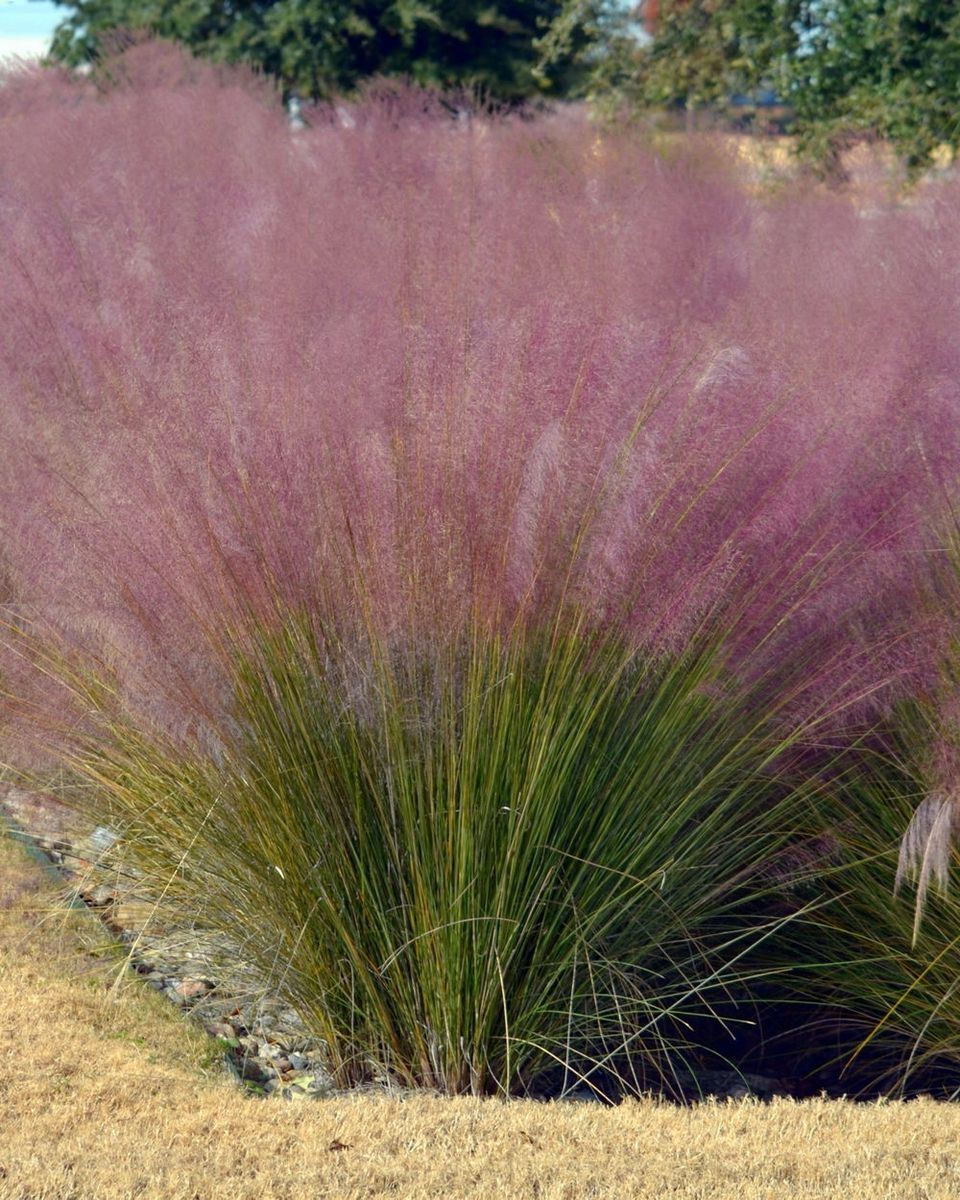 Muhlenbergia (Pink Muhly Grass)