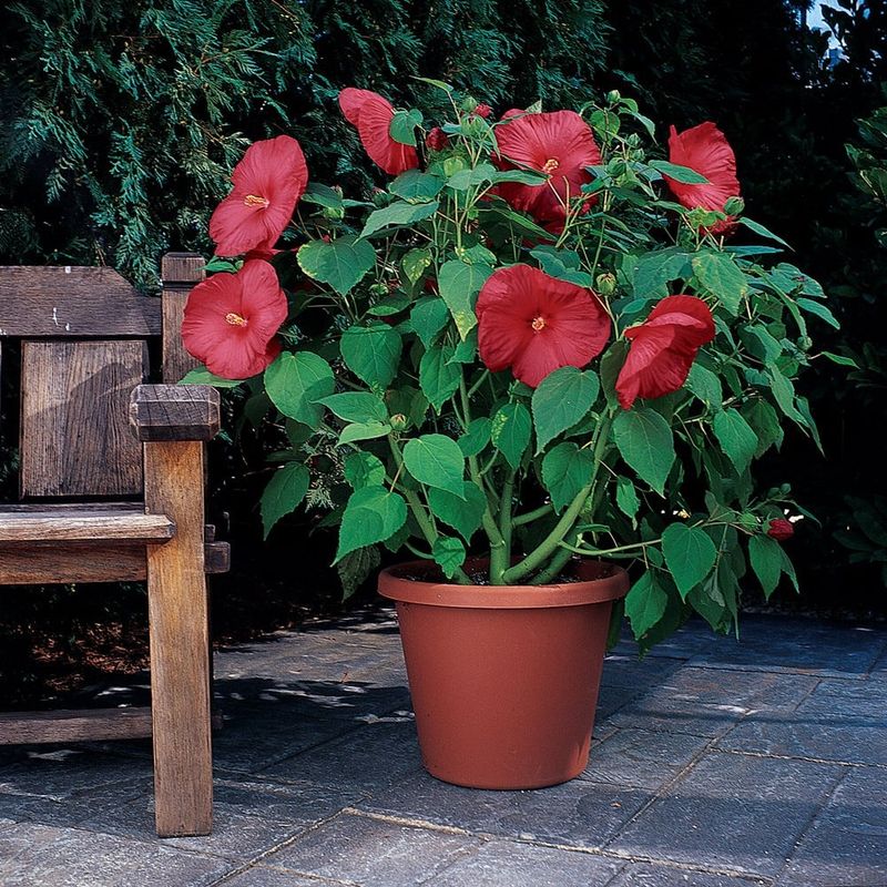 Hibiscus m.Luna Red 