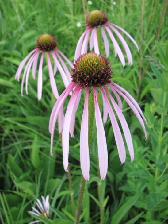 Echinacea pallida (Pale Purple Coneflower) Echinacea pallida (Pale Purple Coneflower)