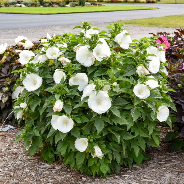 Hibiscus &#39;Marshmallow Moon&#39; 