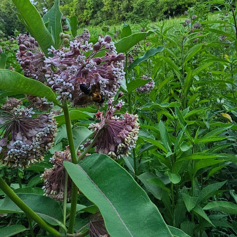 Asclepias syriaca (Common Milkweed)