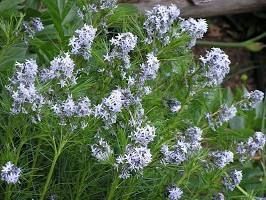 Amsonia hubrichtii (Arkansas Blue Star)