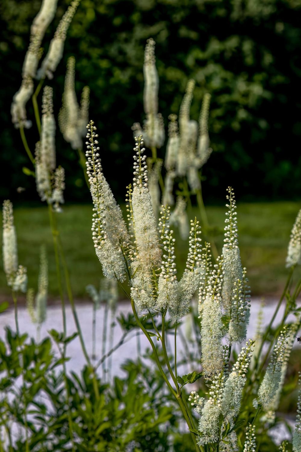 Actaea race mosaic (Black Cohosh)