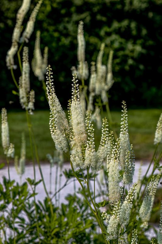 Actaea race mosaic (Black Cohosh)just up