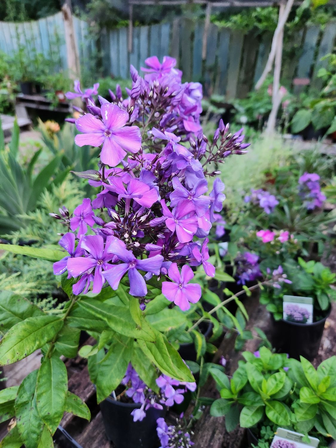 Phlox divaricata (Woodland Phlox)