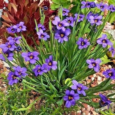 Sisyrinchium ang. (Blue Eyed Grass)
