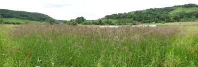 Calamagrostis canadensis(Blue Joint Grass)