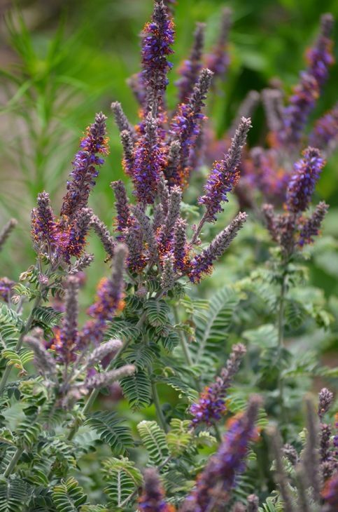 Amorpha canescens (Lead Plant)