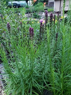 Liatris sp. (Gayfeather) Liatris sp. (Gayfeather)