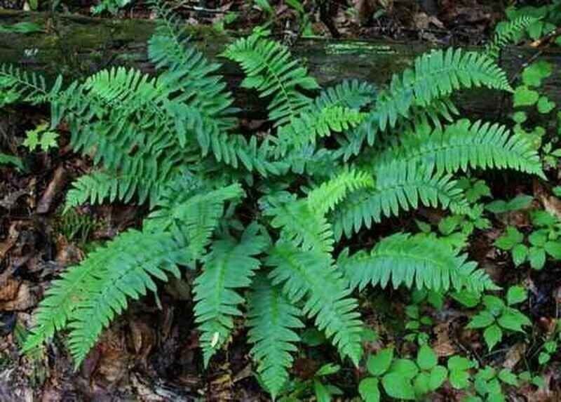 Christmas Fern