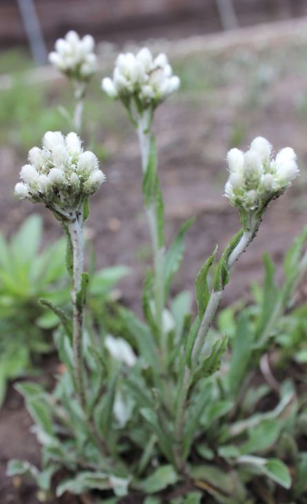 Antennaria plantaginifolia (Pussy Toes)