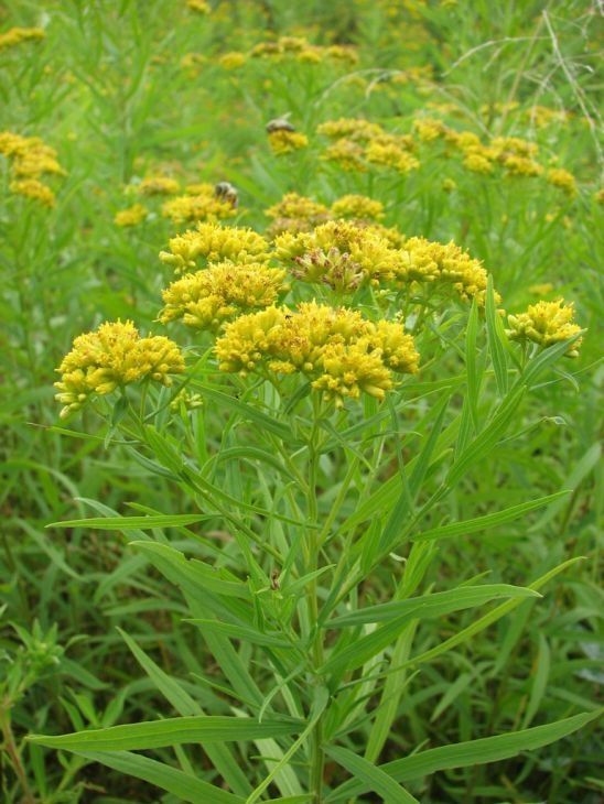 Euthamia graminifolia (Grass leaved Goldenrod)