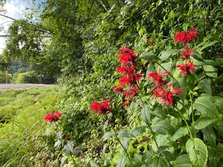 Monarda didyma (Scarlet Beebalm)