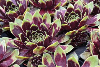 Sempervivum Hens & Chix Coconut Crystals Sempervivum Hens & Chix Coconut Crystals