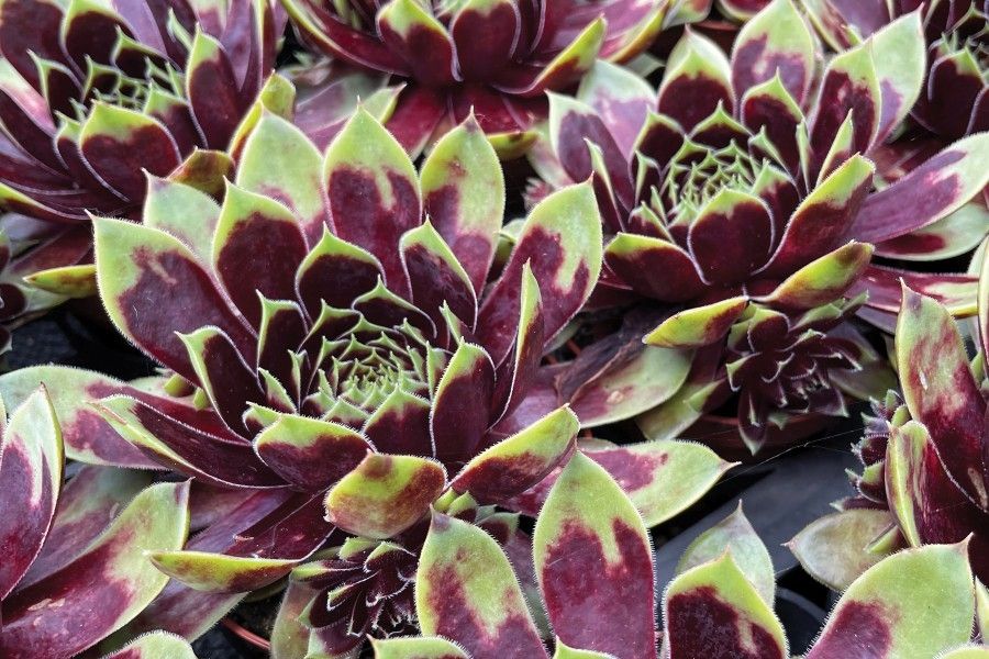 Sempervivum Hens &amp; Chix Coconut Crystals