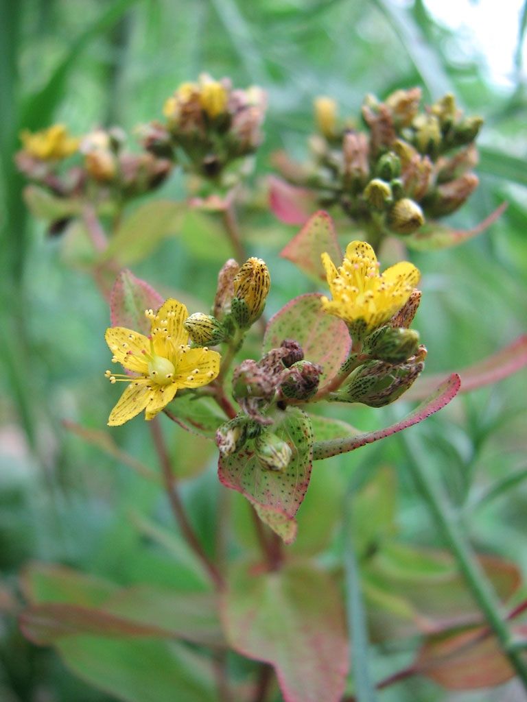 Hypericum punctatum ( Spotted St. John&#39;s Wort)