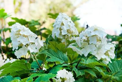 Hydrangea q. OAKLEAF HYDRANGEA