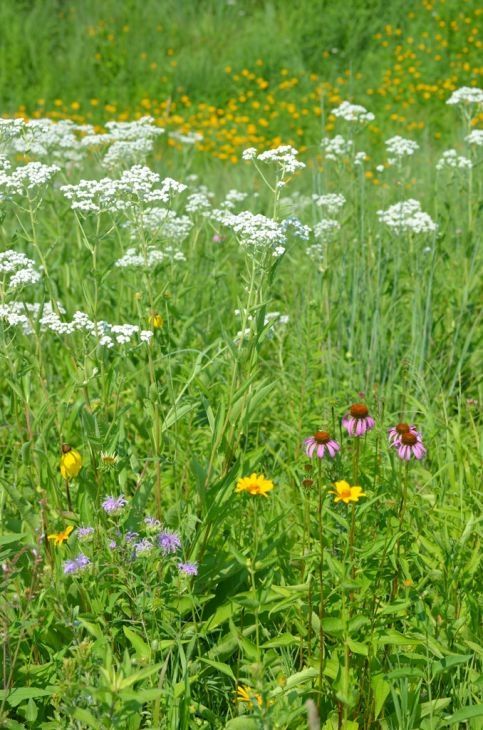 Wild Quinine (Parthenium i.)