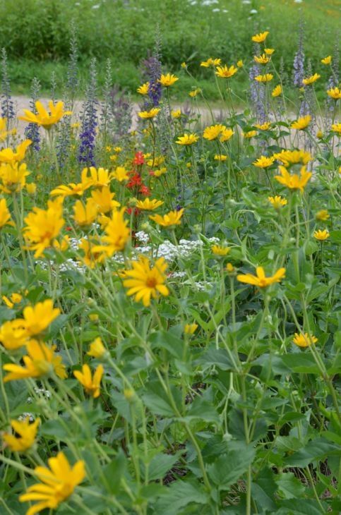 Heliopsis h