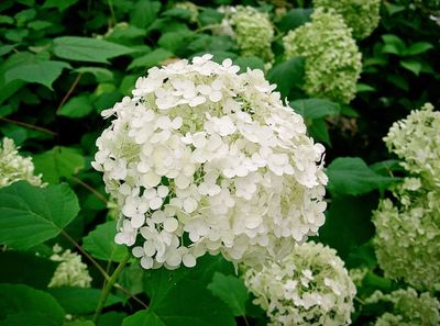 Hydrangea 'Annabelle' Hydrangea 'Annabelle'
