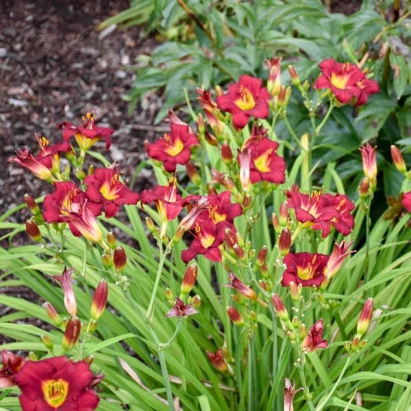 Daylily &#39;Pardon Me&#39;