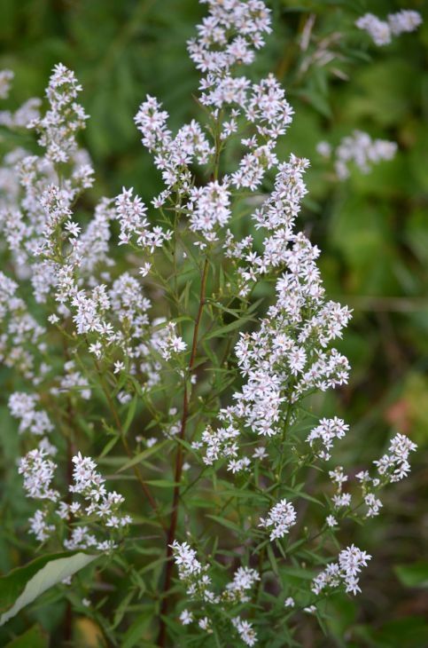 ASTER Symphiotrichum urophyllum (Arrowleaf Aster)