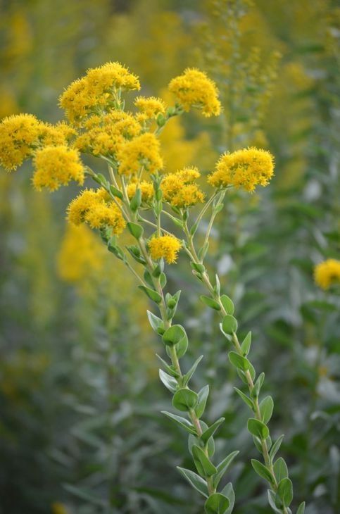 Solidago rigida (Stiff leaved Goldenrod)