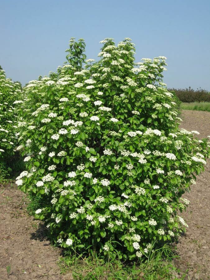 Viburnum dentatum (Arrowwood Vinurnum)