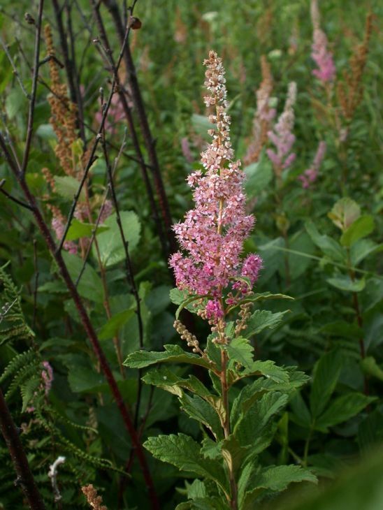 Spirea tomentosa(Steeplebush)