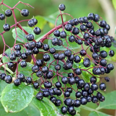 Sambucus canadensis (Elderberry ) Sambucus canadensis (Elderberry )