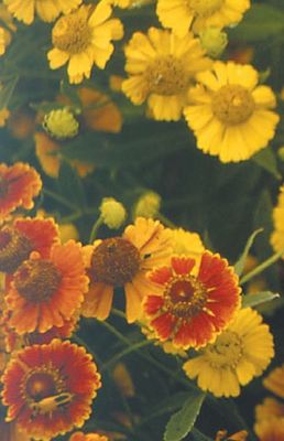 Helenium a. (Helen's Flower) Helenium a. (Helen's Flower)