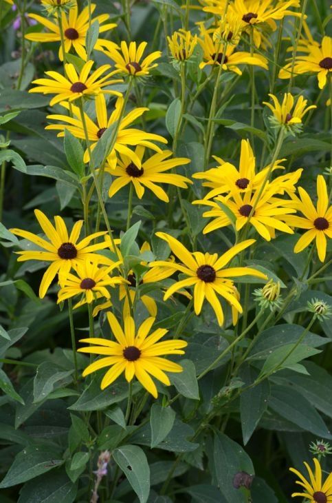 Rudbeckia subtomentosa (Sweet Black Eyed Susan)