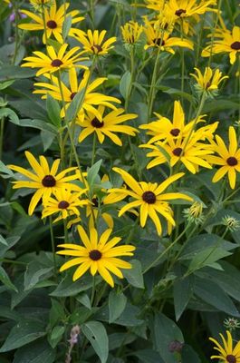 Rudbeckia subtomentosa (Sweet Black Eyed Susan) Rudbeckia subtomentosa (Sweet Black Eyed Susan)