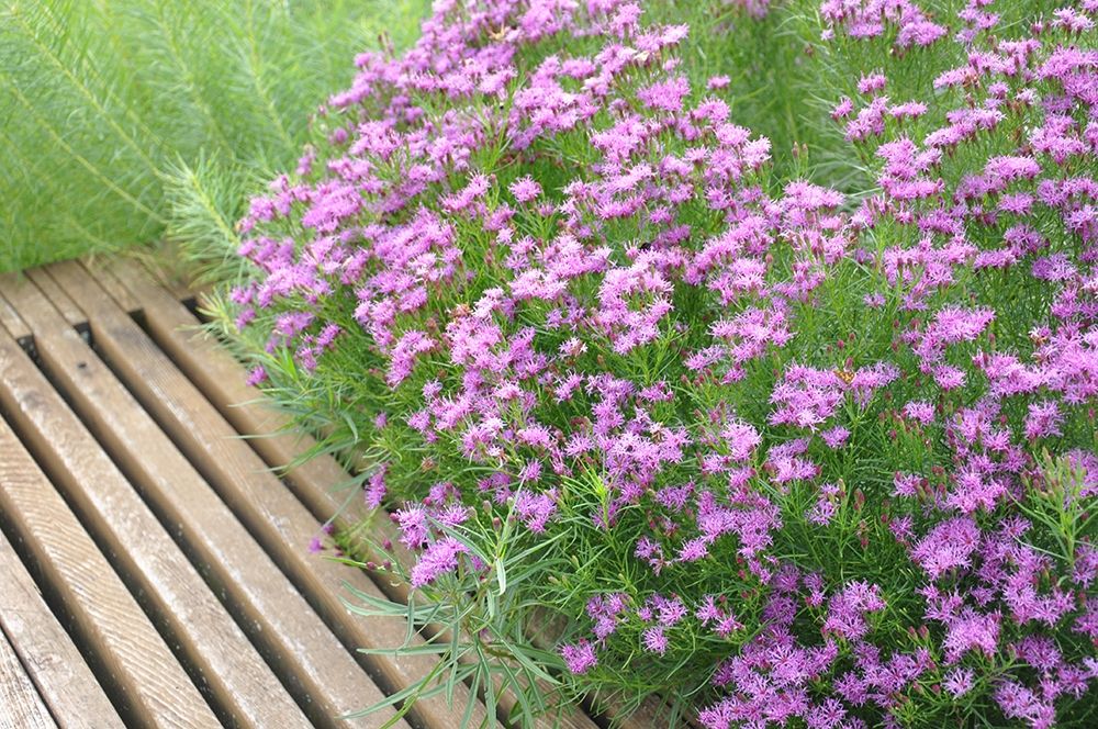 Vernonia lettermannii (Threadleaf Ironweed)