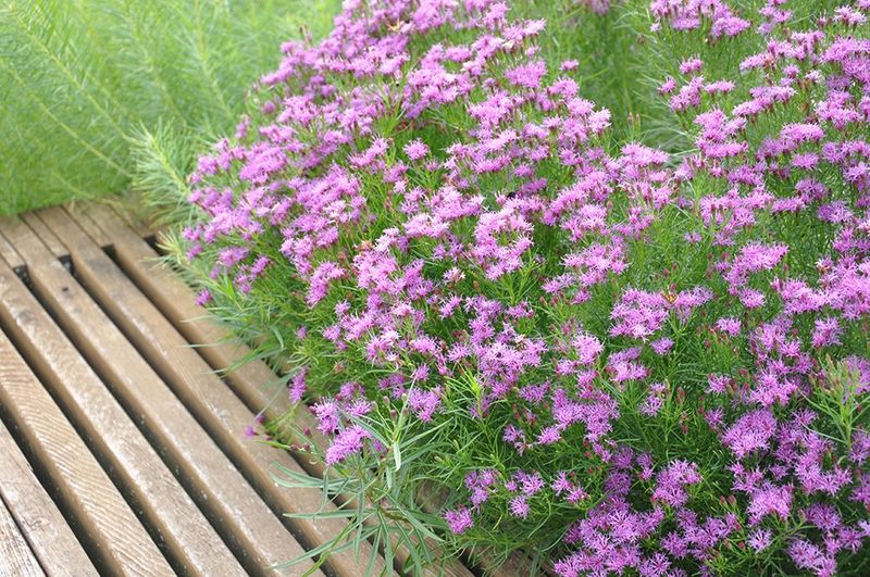 Vernonia lettermannii (Threadleaf Ironweed) Vernonia lettermannii (Threadleaf Ironweed)