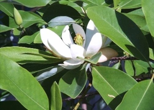 Magnolia v. (Sweetbay Magnolia)