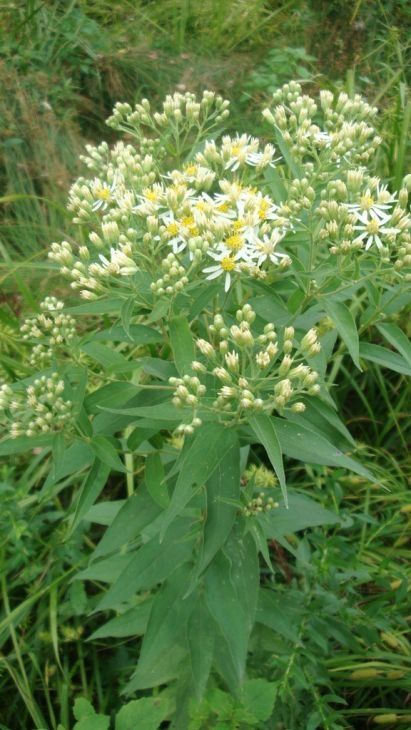 Aster umbellata (Flatopped Aster) Aster umbellata (Flatopped Aster)