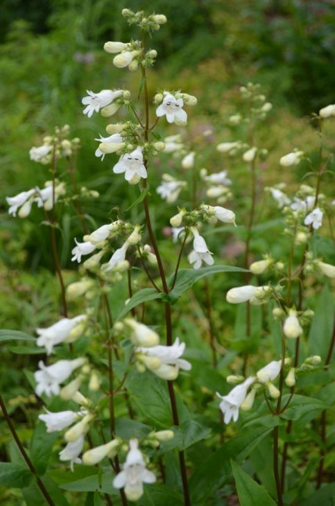 Penstemon digitalis (Foxglove Penstemon)