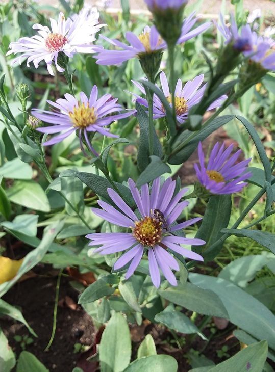 Aster Silky (Symphyotrichum sericeum)