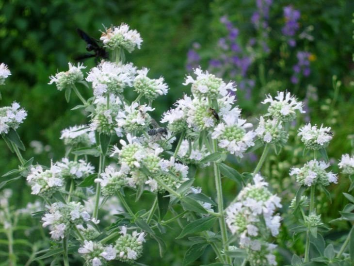 Pycnanthemum pilosum (Hairy Mountain Mint) Pycnanthemum pilosum (Hairy Mountain Mint)