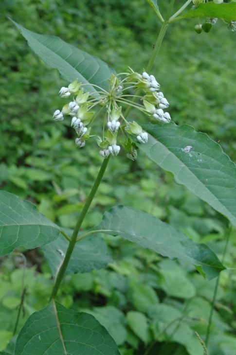 Asclepias exaltata (Poke Milkweed) Asclepias exaltata (Poke Milkweed)