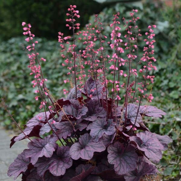 Heuchera 'Grape Timeless' Heuchera 'Grape Timeless'