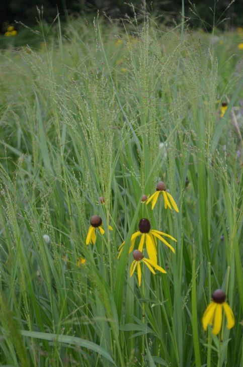 Panicum virgatum (Switch Grass) Panicum virgatum (Switch Grass)