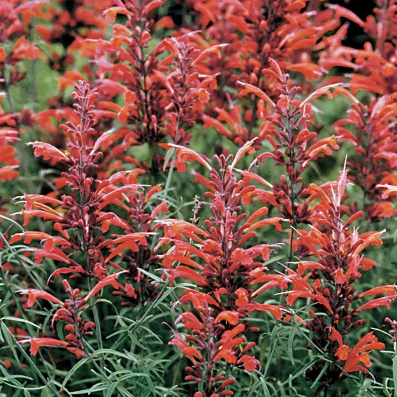 Agastache r. (Sunset Hyssop) Agastache r. (Sunset Hyssop)