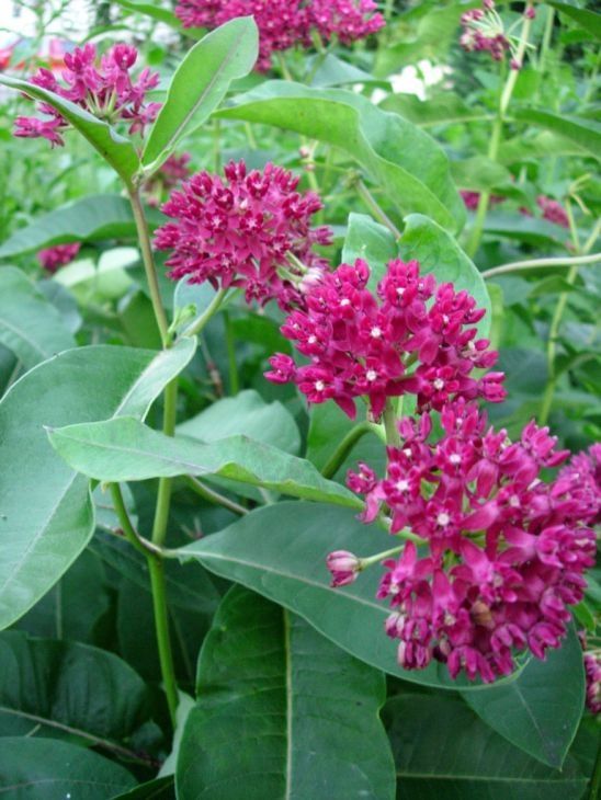 Asclepias purpurescens(Purple Milkweed) Asclepias purpurescens(Purple Milkweed)