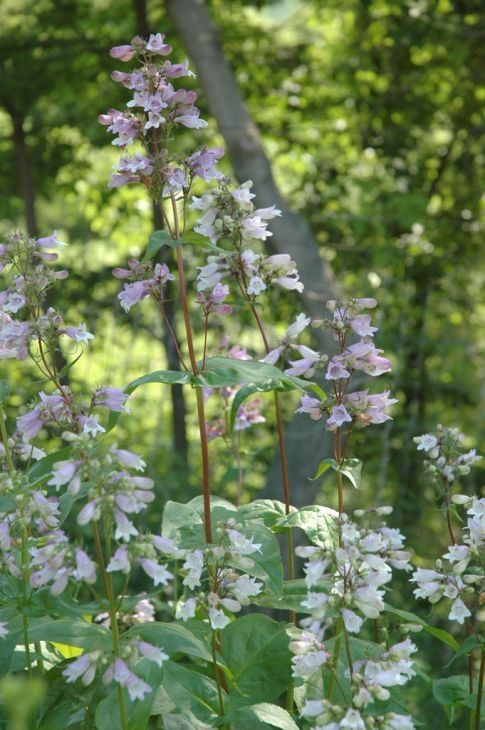 Penstemon calycosus (Calico Beardtongue)