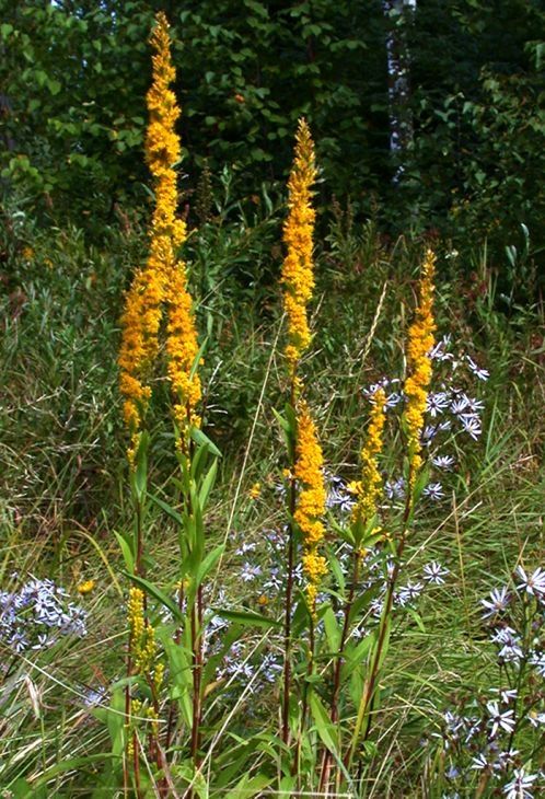 Solidago uliginosa (Bog Goldenrod) Solidago uliginosa (Bog Goldenrod)