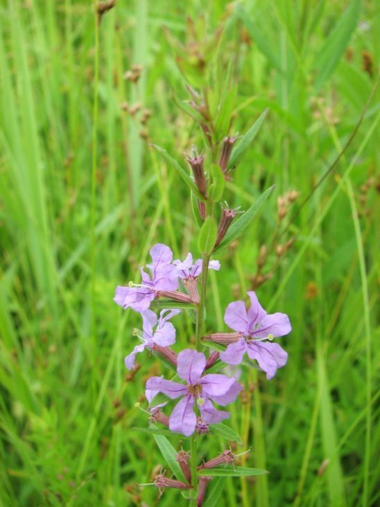 Lythrum alatum (Winged Loosestrife) Lythrum alatum (Winged Loosestrife)