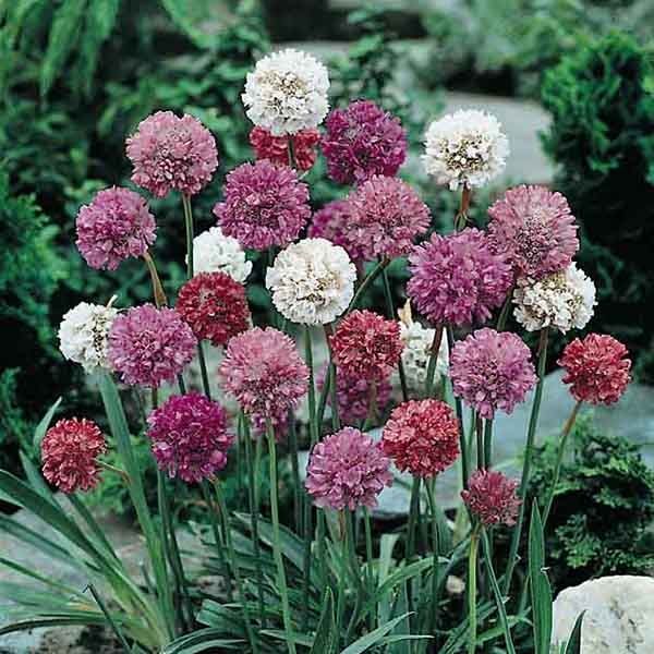 Armeria m. Mardi Gras Armeria m. Mardi Gras